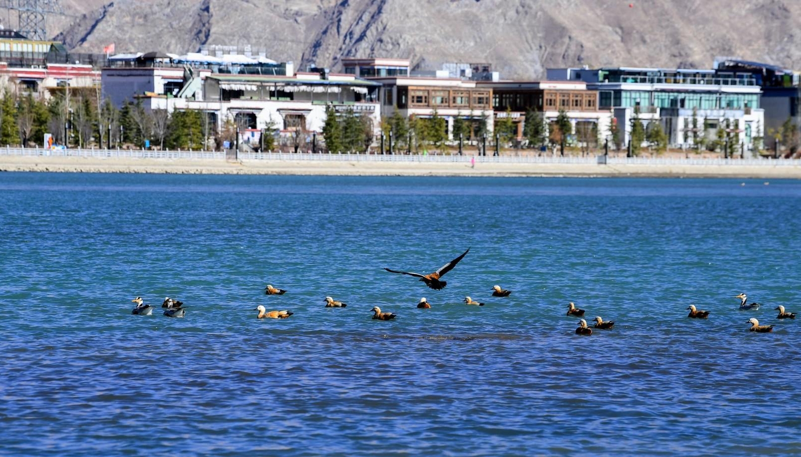 Birds saw fluttering on Lhasa River