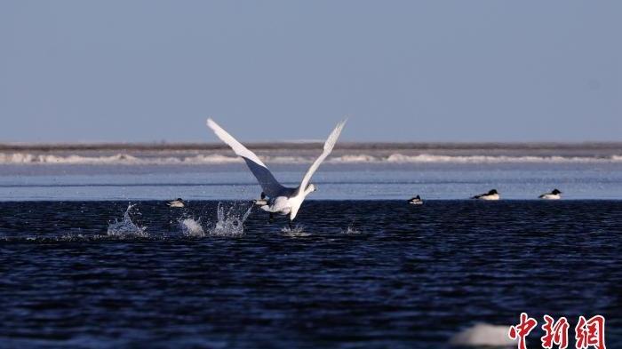 Whooper swans spotted wintering in Qinghai Lake