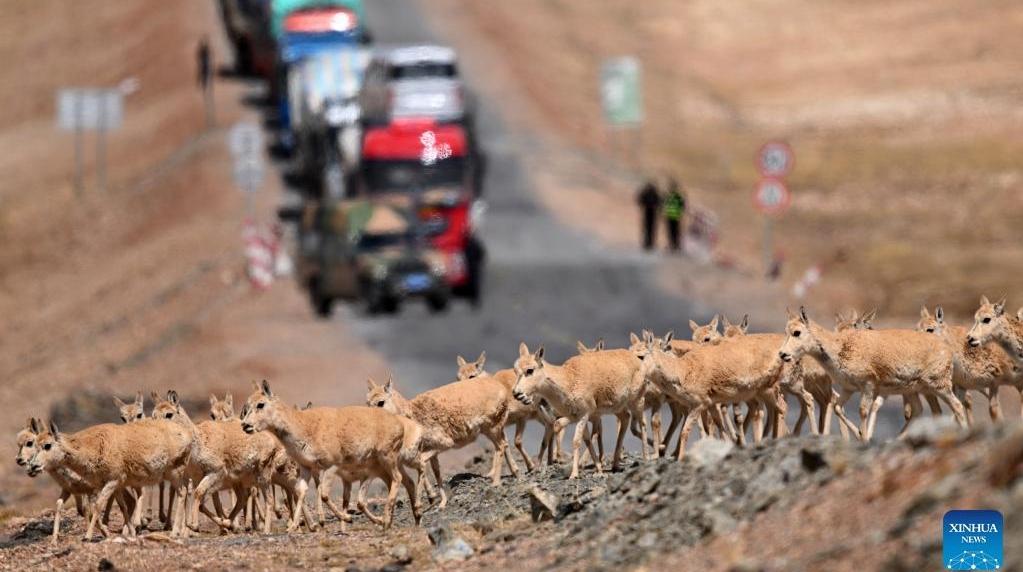 More Tibetan antelopes migrate to Hoh Xil to give birth