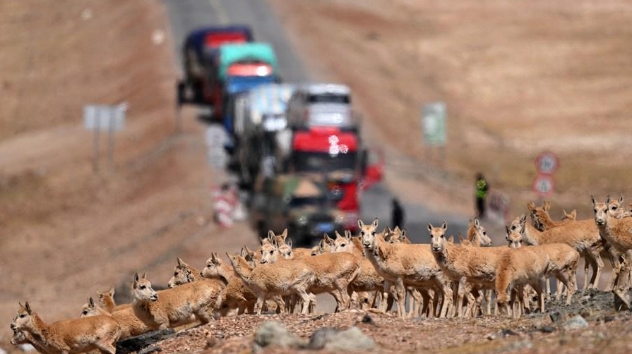 China's Tibet saw stable, improved ecological environment in 2022