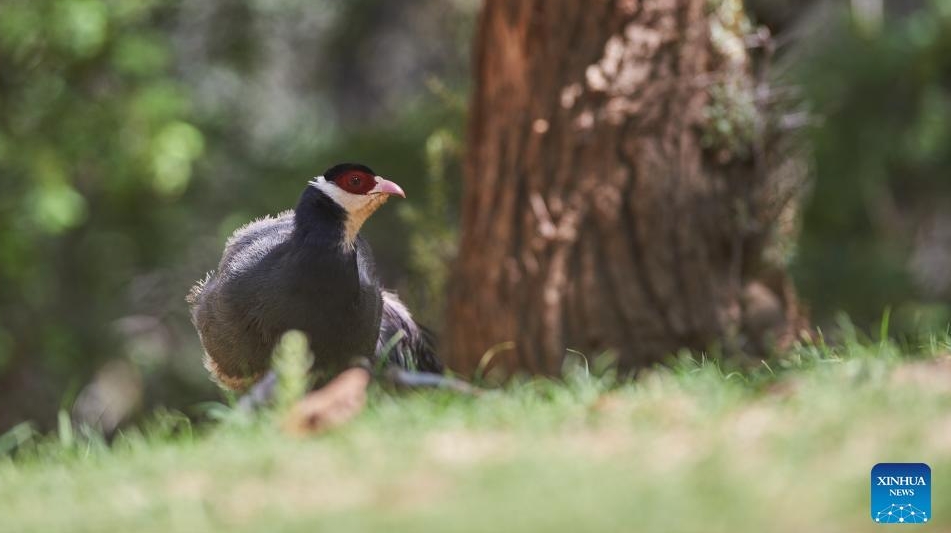 White eared pheasant seen in SW China's Tibet