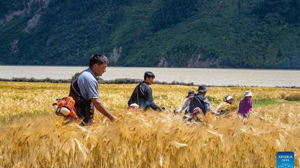 In pics: harvest season in Ra'og Town, SW China's Tibet