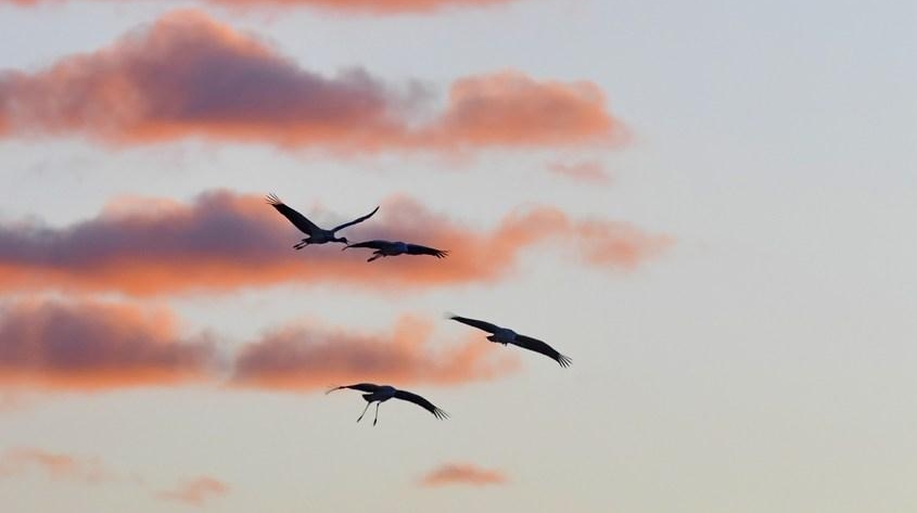 Tibet Story: Guarding black-necked cranes on the 