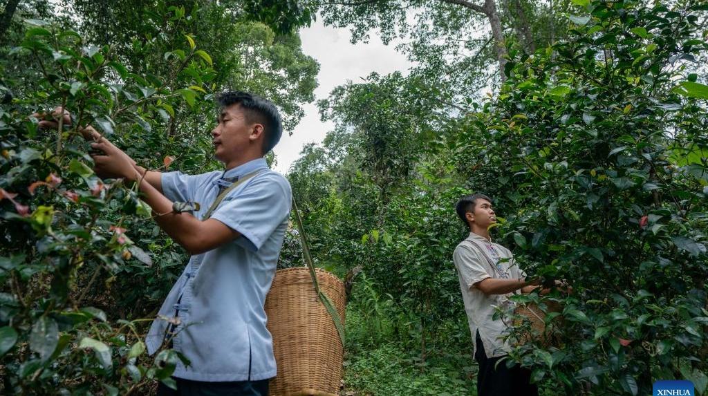 Old tea forests in China's Pu'er listed as world heritage site