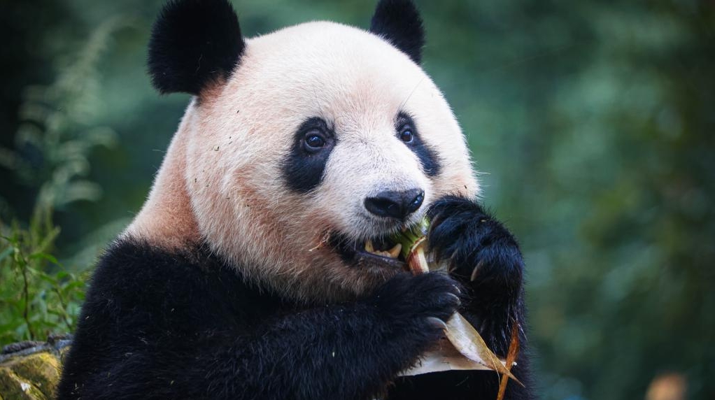 Giant panda Xiang Xiang meets public in Ya'an, SW China's Sichuan