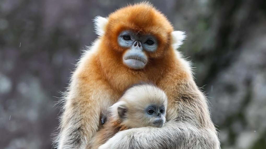 Sichuan golden snub-nosed monkeys seen at Yuhe area of Giant Panda National Park in NW China