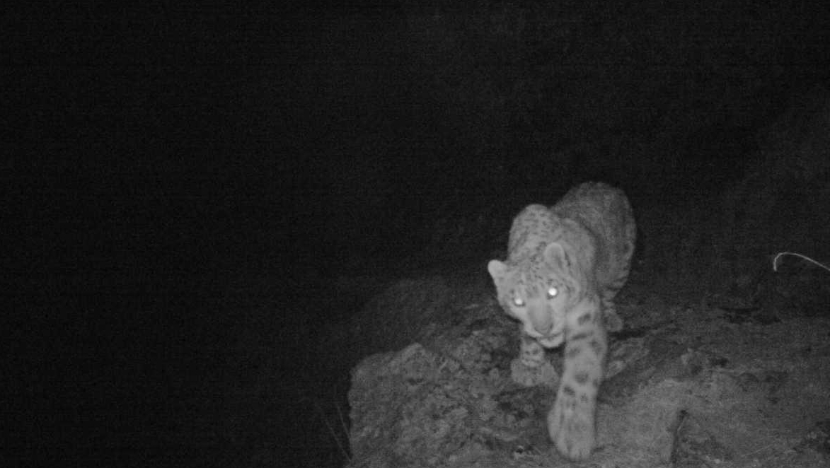 Snow leopard and cubs caught on camera in Lhasa