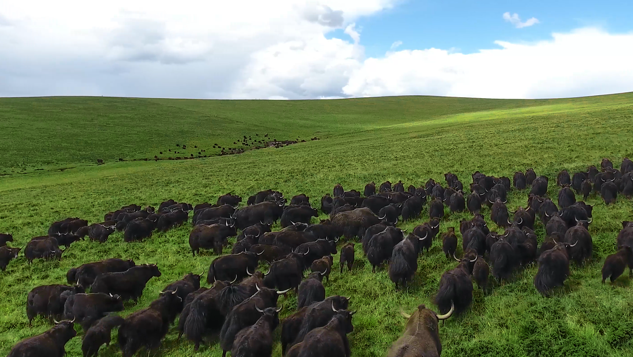 Research reveals evidence for early domestic yak on Qinghai-Tibet Plateau