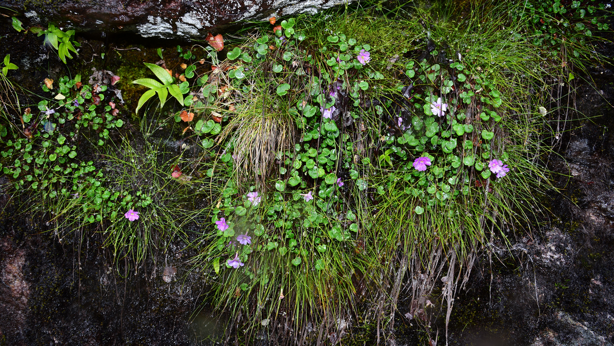 New primrose species discovered in Tibet