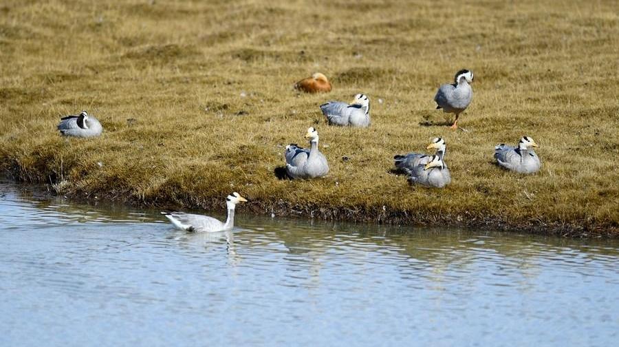 Qinghai Province benefits from improving water environment