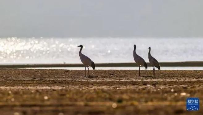 County in Tibet works together to protect black-necked cranes