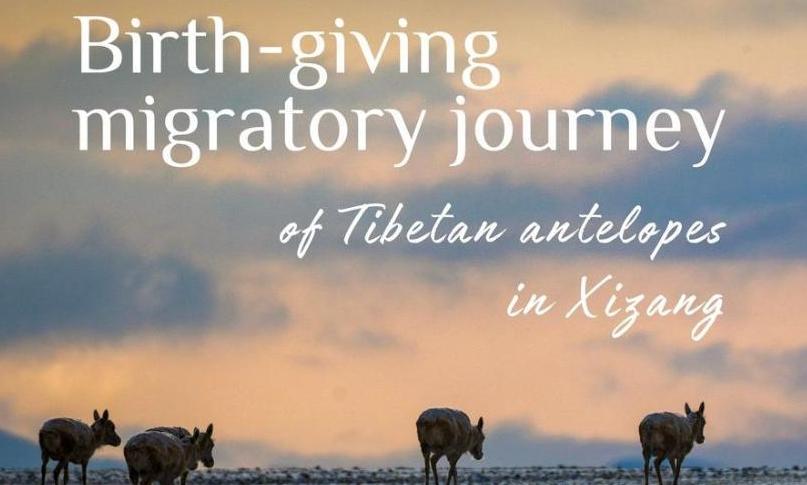 InXizang | Birth-giving migratory journey of Tibetan antelopes in Xizang