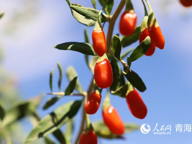 Flourishing goji berry industry generates wealth for farmers in NW China's Qinghai