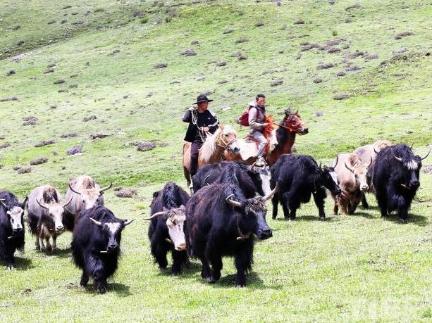 Herdsmen of Baiyu, Garze Start “Beautiful Journey for Pasture Change”