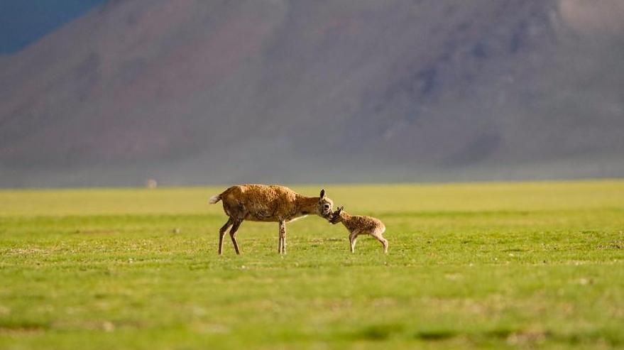 Studies show significant progress in Xizang ecological security barrier construction