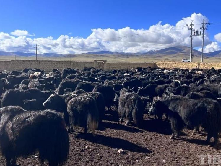 100 Yaks in Zhidoi County, Qinghai were “Married” to Adjacent Amdo County, Xizang