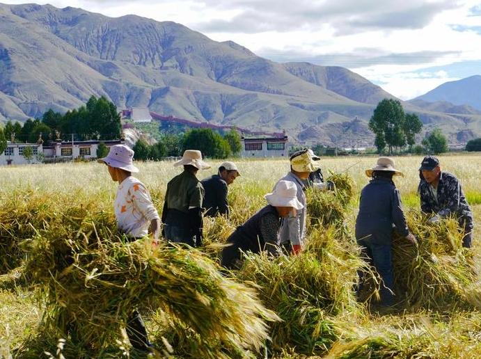 The Air is Filled with the Aroma of Highland Barley in the Picturesque Scenery of “Harvest”