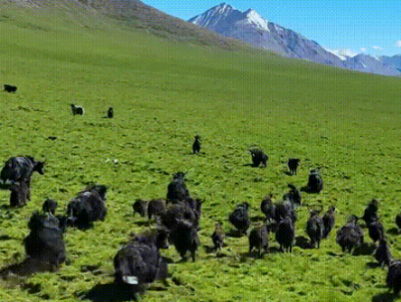 Yak industry booms in NW China's Qinghai