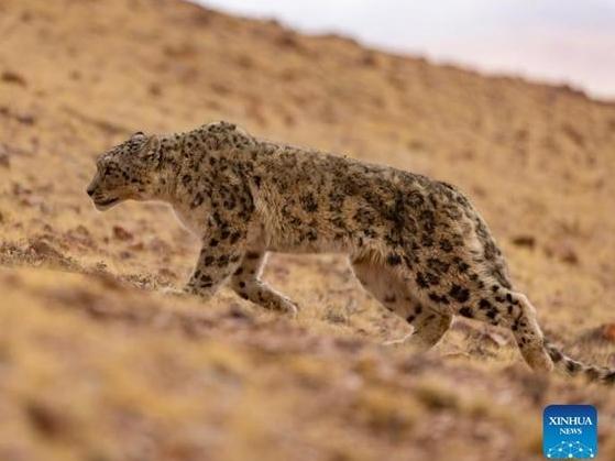 Population of snow leopards in Qinghai reaches 1,200, signaling key progress in endangered species protection