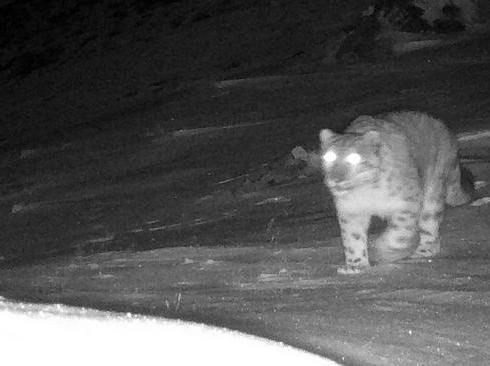 Snow leopards spotted in China's Yunnan for first time