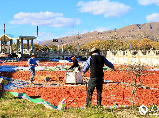 Tree leaves grow into thriving business in SW China's Sichuan