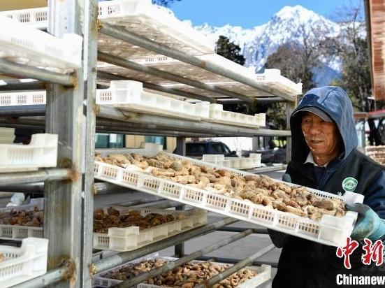 Bome, Xizang: Tibetan Rhizoma Gastrodiae Planting Increases Income of Villagers