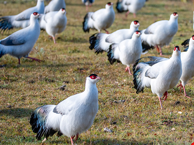 China's populations of wild species grow steadily