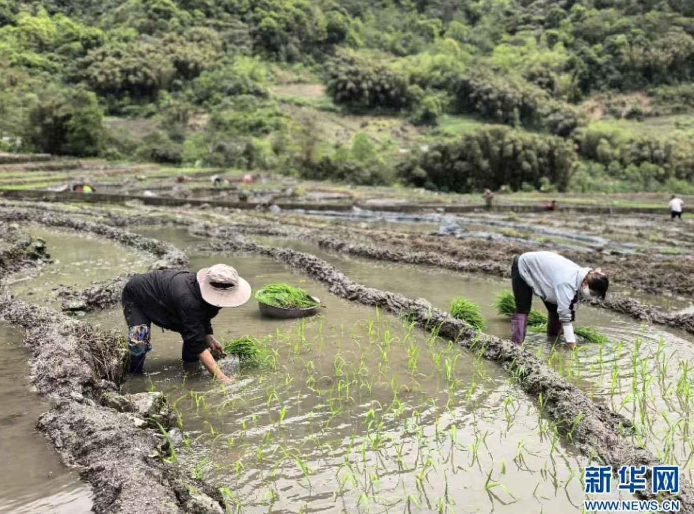 Medog County in China's Xizang Welcomes Rice Transplanting Season