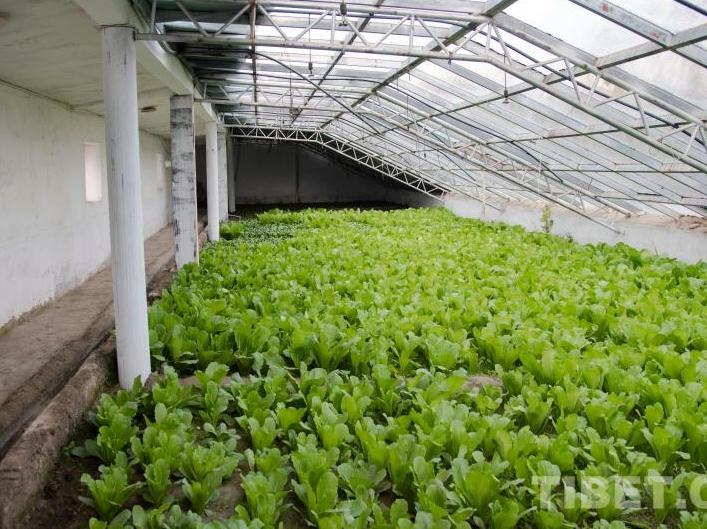 Dingri County, Xizang: Greenhouses Turn Vibrant as People Eagerly Resume Work and Production