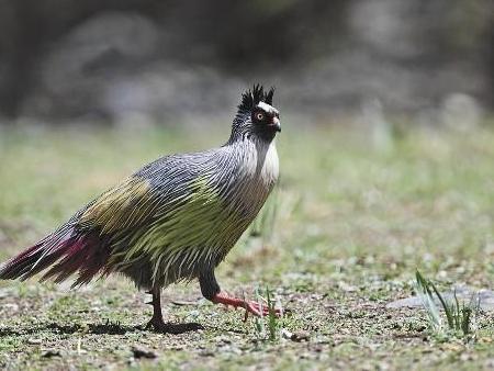 Man turns birdwatching into booming business in NW China's Qinghai