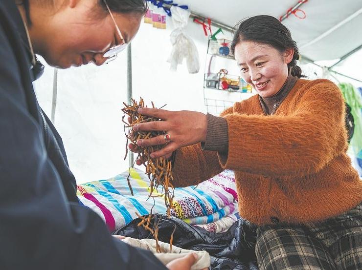 Fungus is peak prize for alpine herders
