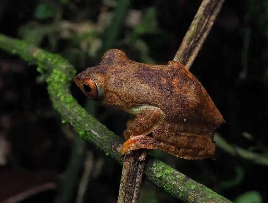 Researchers discover new tree frog species in Xizang