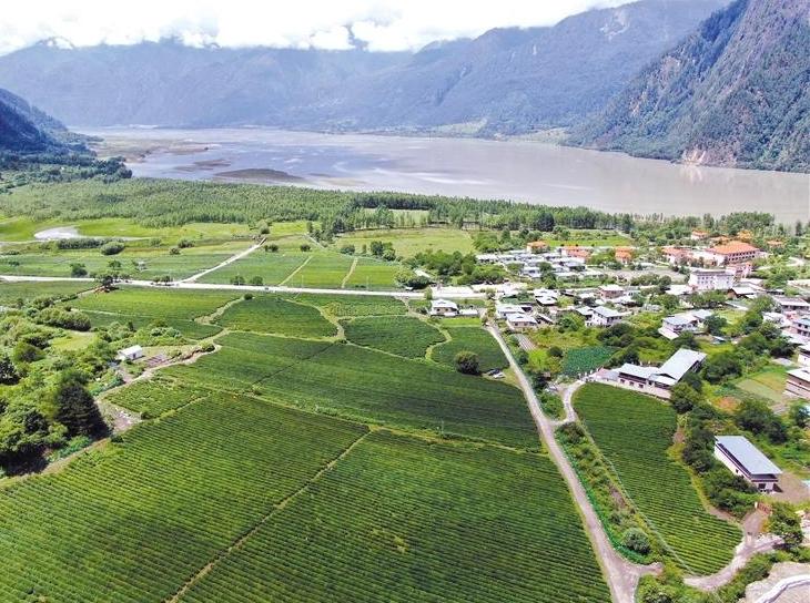 Encountering Picturesque Tea Fields on the Plateau