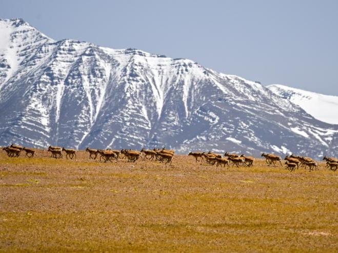 Birth-giving migratory journey of Tibetan antelopes in SW China's Xizang