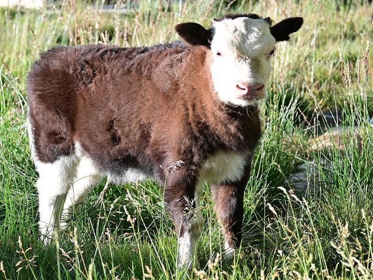 World's first somatic cell-cloned dzo born in China's Xizang