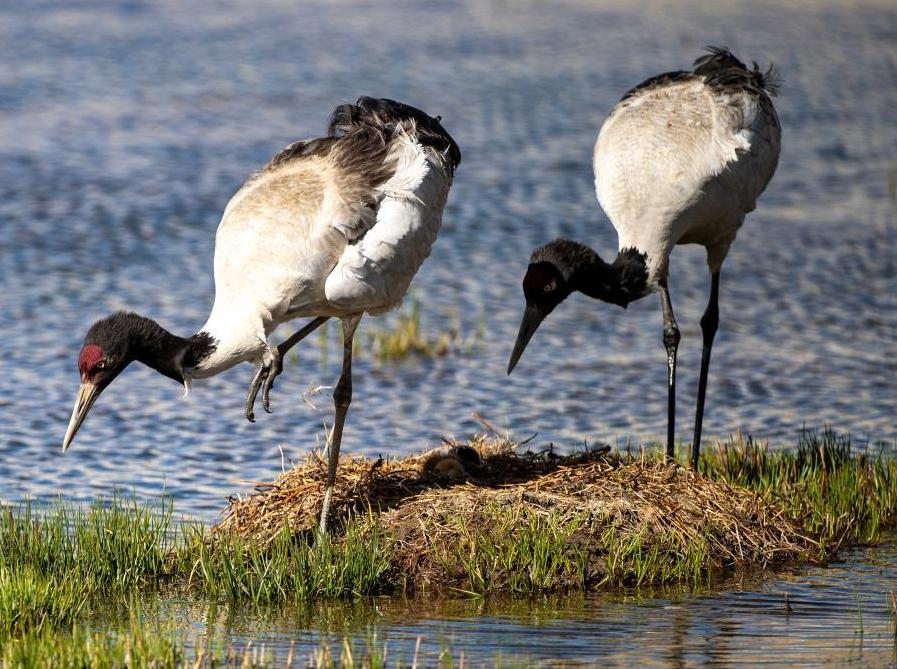 Black-necked cranes rebound as China boosts biodiversity efforts