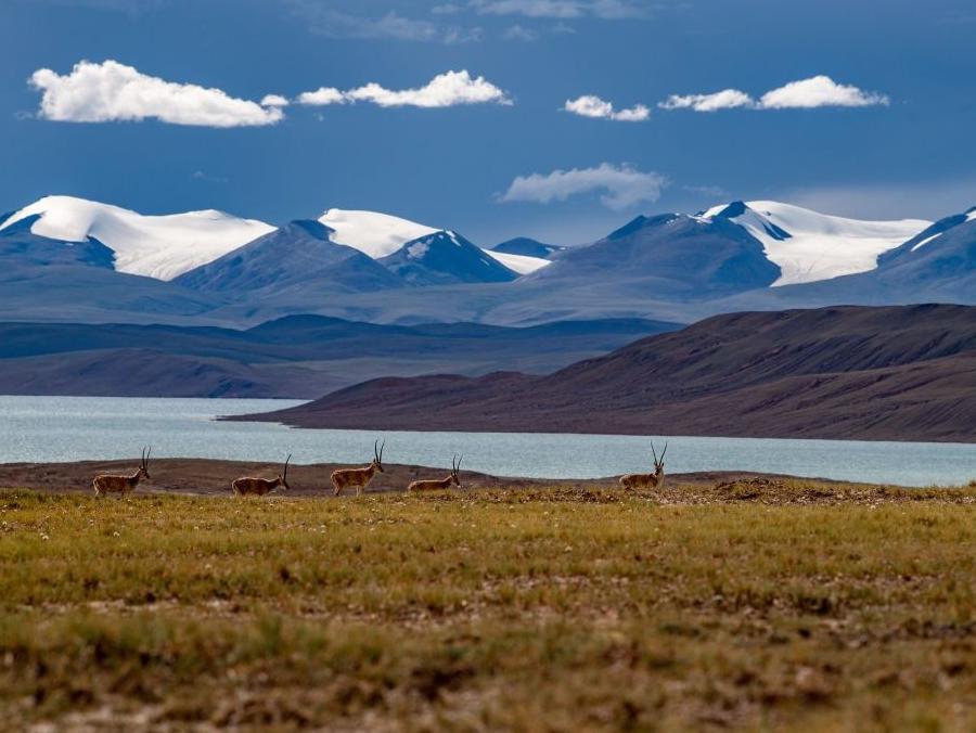 Xizang ramps up plateau ecosystem preservation