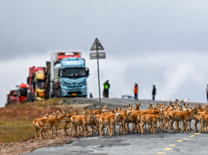 Smart traffic lights safeguard Tibetan antelope migration