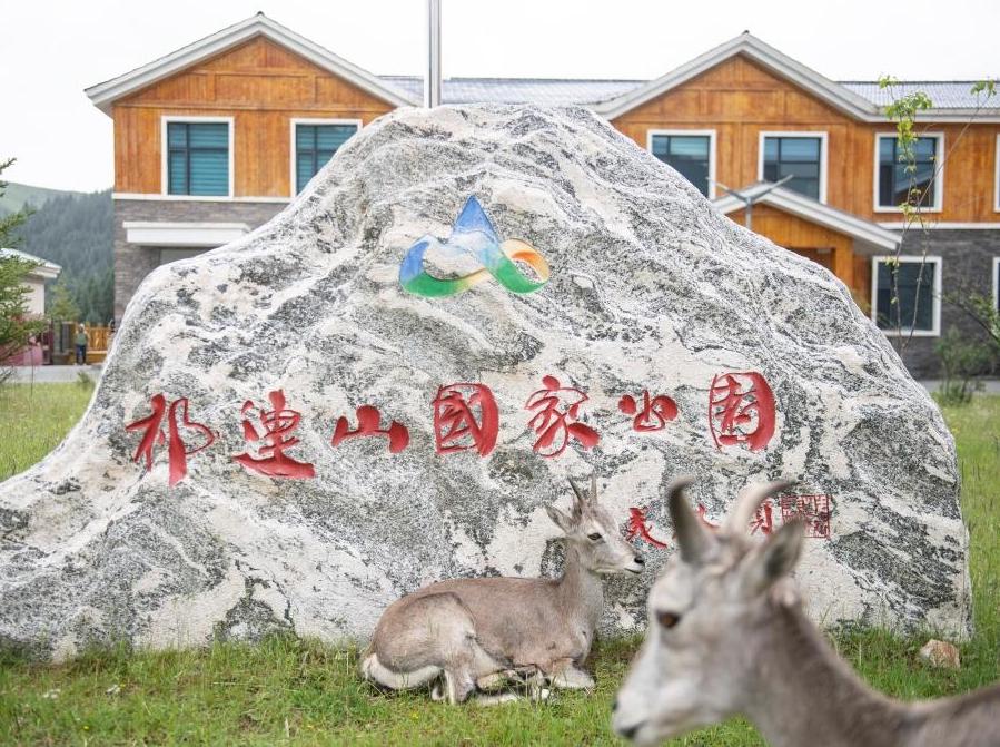 Rescue, protection efforts boost wildlife diversity in NW China's Qilian Mountains