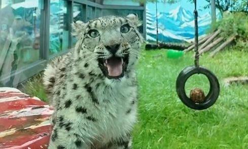 Rescued injured snow leopard cub's will to live stuns internet