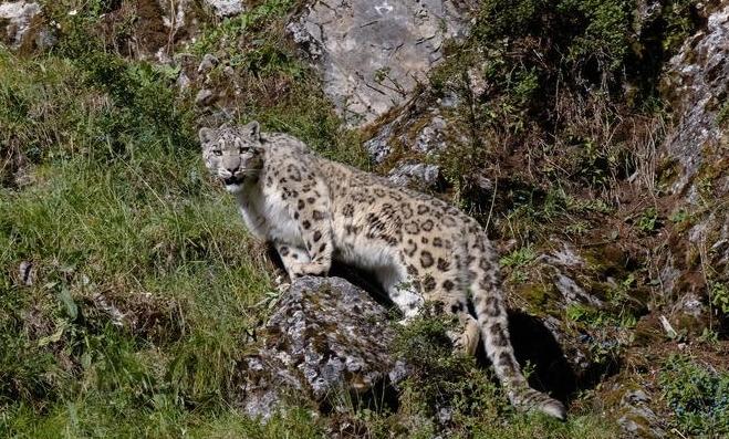 Professional wildlife atlas decodes biodiversity of China's Qilian Mountains
