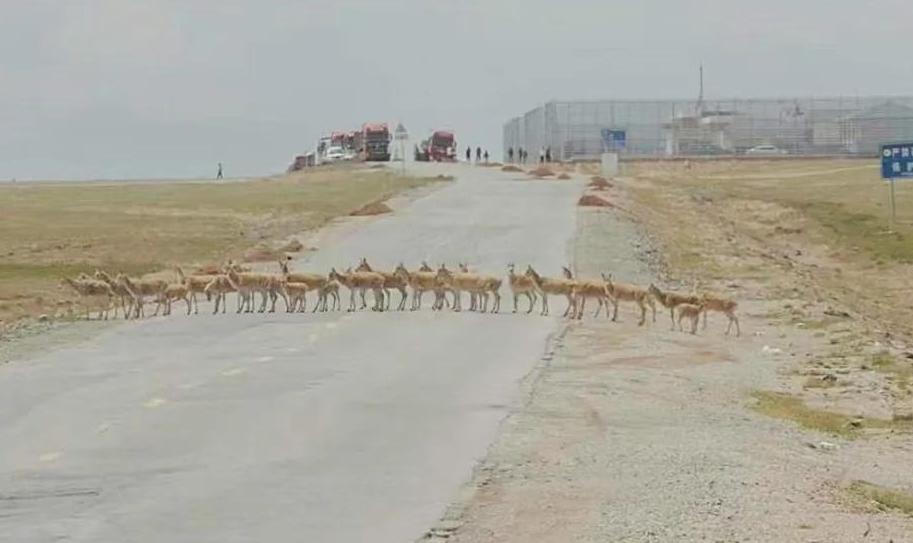 Tibetan antelopes start homebound migration