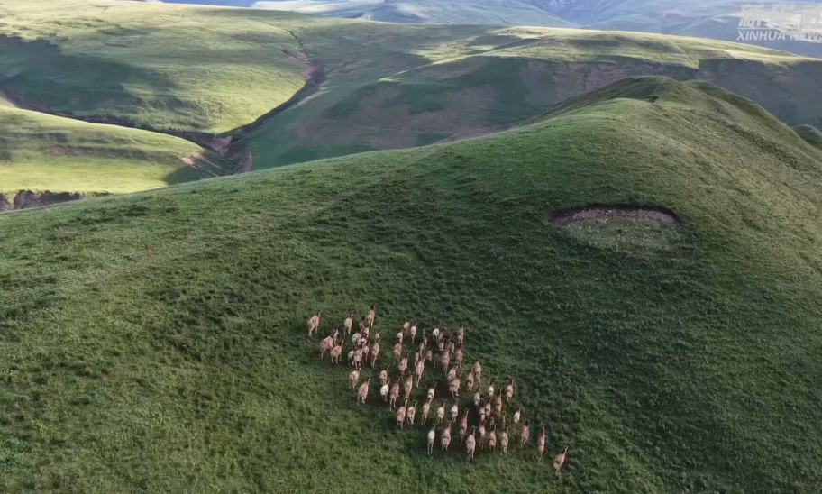 White lipped deer herd strolling in the mountains of Yushu, Qinghai
