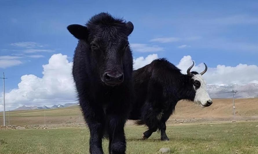 The World’s First Cloned Yak, “Namtso 1#,” Has Completed Its First Month of Life