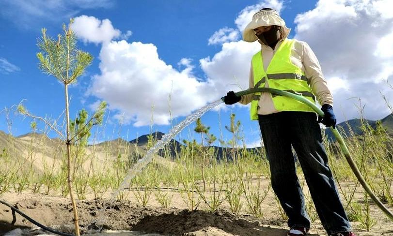 Massive tree-planting effort transforms barren mountains in SW China's Xizang
