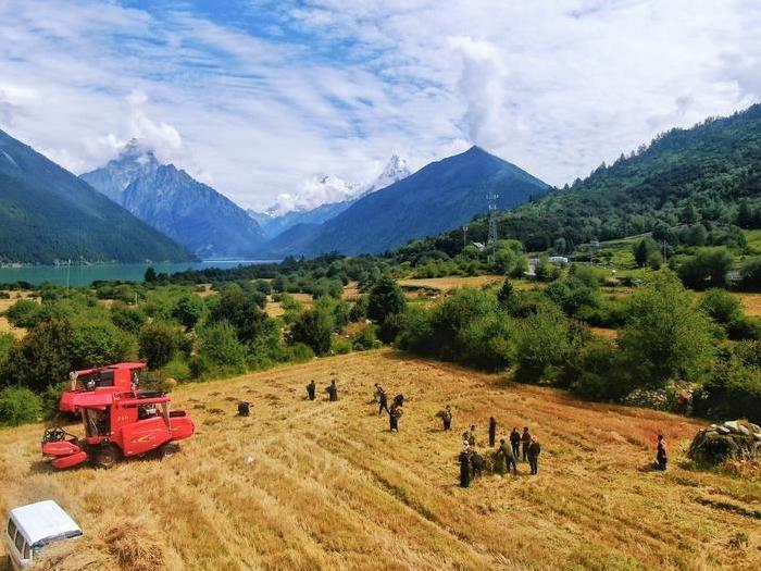 A Harvest Scene in Kyerpa Village, Nyingchi