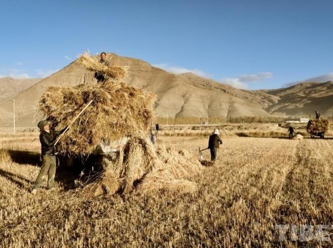 Autumn Harvest to Complete in Xigaze, the “Granary of Xizang”