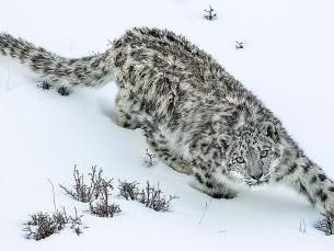 Population survey records 59 snow leopards in Qinghai's Huangnan