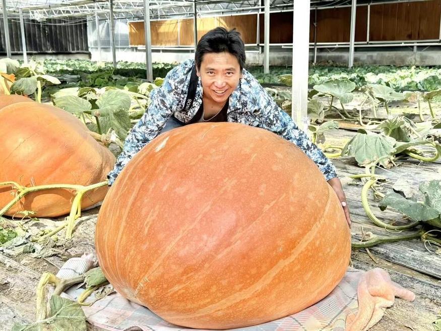 Giant 151-kilogram pumpkin draws attention in Xizang