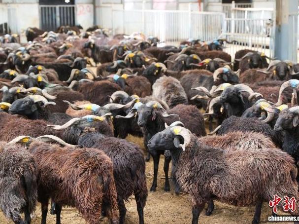 Guinan, Qinghai: Technology Empowers Efficient Breeding of Black Tibetan Sheep